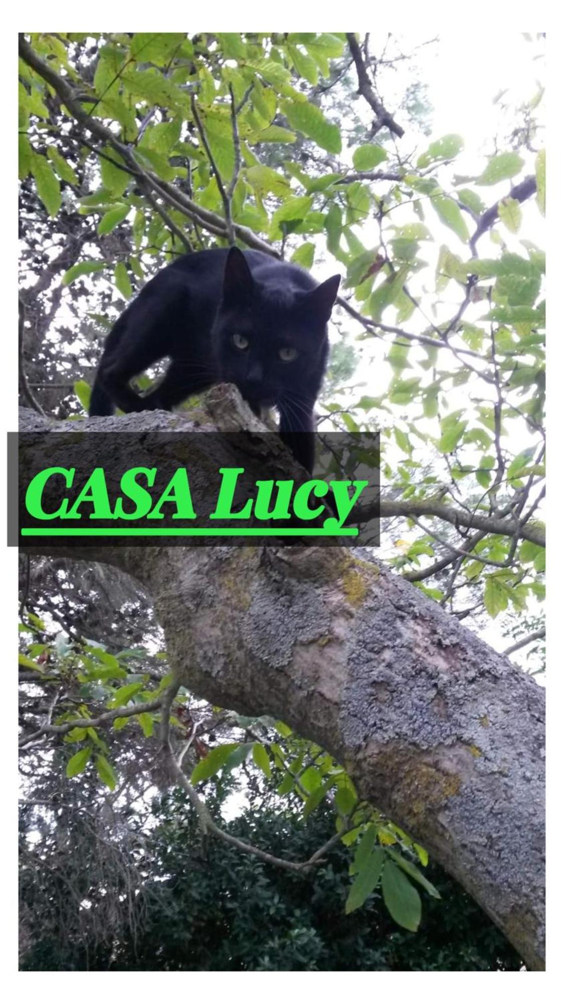 Апартаменты Casa Lucy Питильяно Экстерьер фото